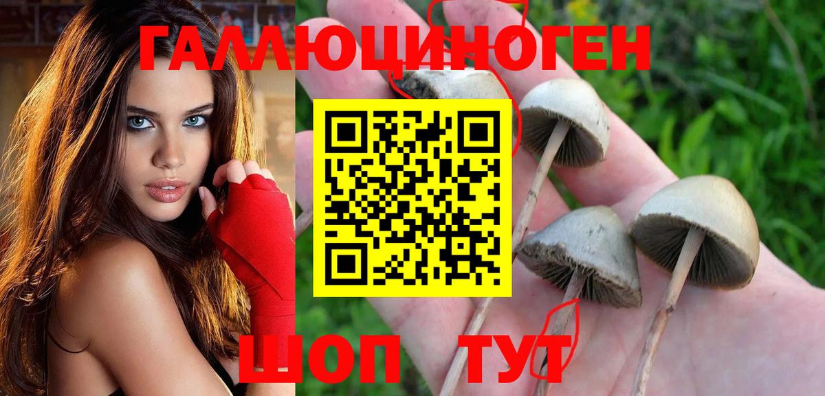 хочу   Галлюциногенные грибы мухоморы  Всеволожск  Вход с VPN  Галлюциногенные грибы Psilocybe 